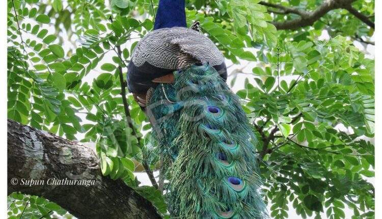 Beautiful Peacock on a tree