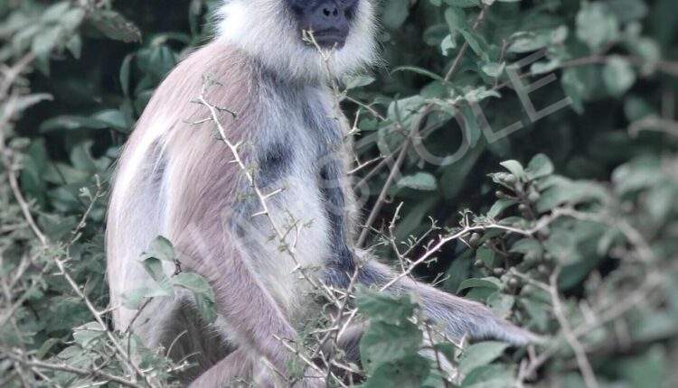 Purple-faced langur (Semnopithecus vetulus ) Black monkey