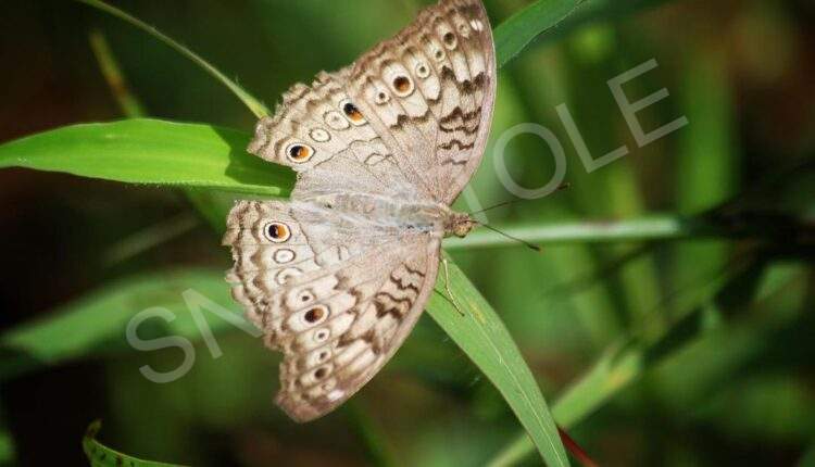 Grey pansy (Junonia atlites) Butterfly Green Nature wildlife