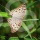 Grey pansy (Junonia atlites) Butterfly Green Nature wildlife