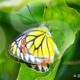 Common Jezebel Butterfly ( Delias eucharis)