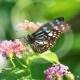 Blue tiger butterfly (Tirumala limniace) wildlife